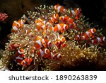 Cute anemone fish playing on the coral reef, beautiful color clownfish on coral feefs, anemones on tropical coral reefs