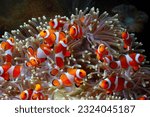 Cute anemone fish playing on the coral reef, beautiful color clownfish on coral feefs, anemones on tropical coral reefs