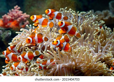 Cute anemone fish playing on the coral reef, beautiful color clownfish on coral reefs, anemones on tropical coral reefs - Powered by Shutterstock