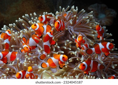 Cute anemone fish playing on the coral reef, beautiful color clownfish on coral feefs, anemones on tropical coral reefs - Powered by Shutterstock