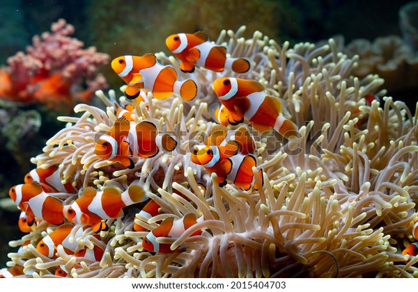 Cute\
anemone fish playing on the coral reef, beautiful color clownfish\
on coral feefs, anemones on tropical coral\
reefs