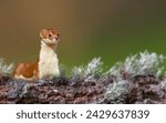 Cute animal. Least Weasel. Nature background. 