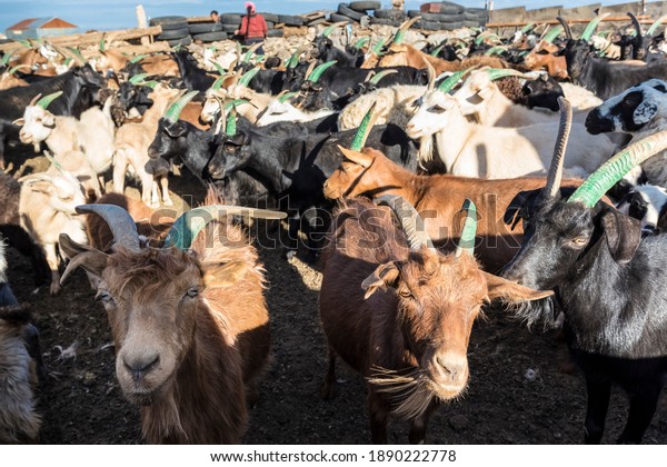Cute animal
portrait with a closeup of a herd of bearded and horned Mongolian
goats outdoors in a ramshackle goat pen with Mongolian nomads who
are goat herders in the
background