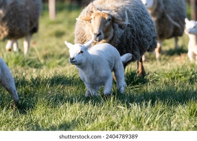 A cute animal Portrait of a small lamb Running, playing and having fun in a grass field or Meadow during a sunny spring day. the young mammal animal is inbetween a herd of other adult sheep.