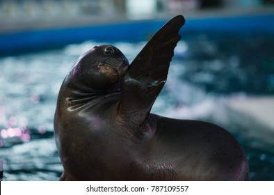 Cute Animal Sea Lion Flippers Waving Trick