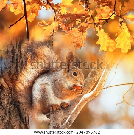 cute animal squirrel with a fluffy tail sits in an autumn park and nibbles a nut among the golden foliage
