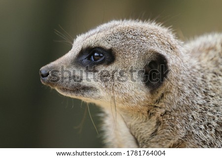 Similar – vigilant (Suricata suricatta N°2)