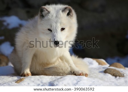 Cute Arctic Fox Portrait Stock Photo Edit Now 390063592 Shutterstock