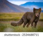 Cute arctic fox in summer coat in Iceland