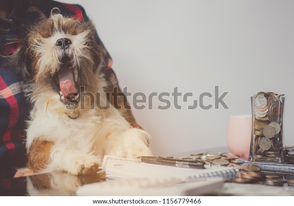 Cute Asia Dog Sitting On Desk Stock Photo Edit Now 1156779466