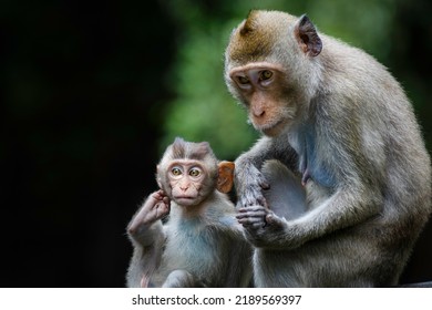 Cute Asia Monkey Baby Holding Her Mother Hand And Looking At Camera In The Wild In National Park. Nature Wildlife And Animal Love Concept.