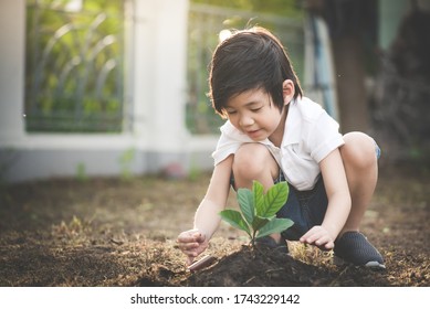 Cute Asian Child Planting Young Tree On The Black Soil