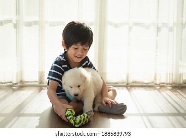 Cute Asian Child Playing With White Siberian Husky Puppy In Living Room