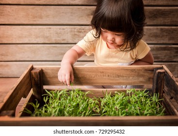 Cute Asian Girl Enjoying with Small Plant in Wooden Pot, Gardening Activities for Children, A 2 Years Old Kid touching leaf of Vegetable