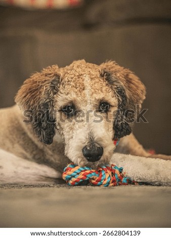Cute Aussie Doodle posing with a cute face.