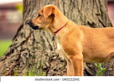 Cute Australian Cattle Dog Chinook Dog Blonde