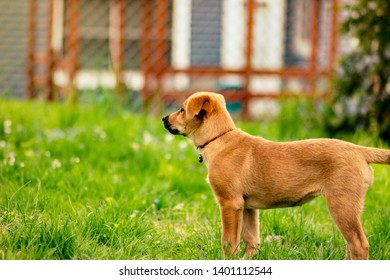 Cute Australian Cattle Dog Chinook Dog Blonde