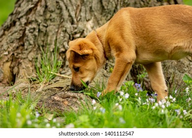 Cute Australian Cattle Dog Chinook Dog Blonde