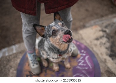 Cute Australian Cattle Dog At Girl's Feet. Close-up Portrait