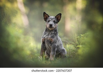 Cute Australian Cattle Dog Puppy In A Pine Forest. 