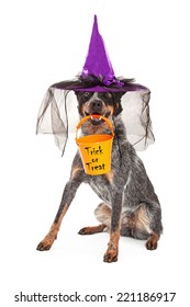 A Cute Australian Cattle Dog Sitting While Wearing A Witch Hat As A Halloween Costume And Holding A An Orange Trick-or-treat Bucket N His Mouth