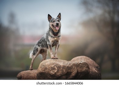 Cute Australian cattle dog standing with its front paws on the rocks against the background of a city park