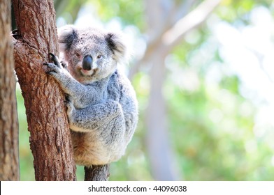 Cute Australian Koala In Its Natural Habitat Of Gumtrees