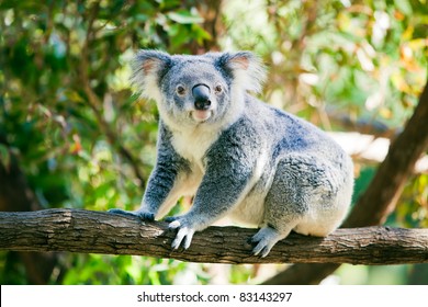 Cute Australian Koala In Its Natural Habitat Of Gumtrees