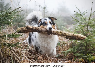 Cute Australian Shepherd Carrying A Big Stick