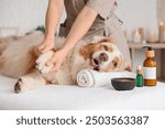 Cute Australian Shepherd dog with cosmetic products having massage on couch in spa salon