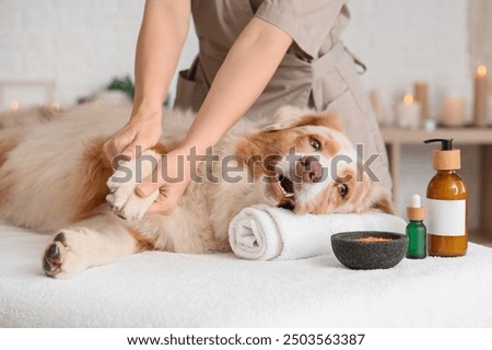 Similar – Image, Stock Photo Australian Shepherd animal portrait