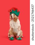 Cute Australian Shepherd dog in elf costume on red background. Christmas celebration