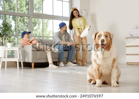 Similar – Image, Stock Photo Australian Shepherd animal portrait