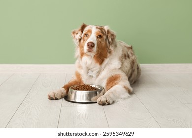 Perro lindo del pastor australiano que miente con el cuenco de comida seca cerca de la pared verde