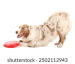 Cute Australian Shepherd dog with red frisbee on white background