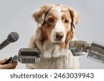 Cute Australian Shepherd dog surrounded by microphones on grey background