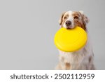 Cute Australian Shepherd dog with yellow frisbee on light background, closeup