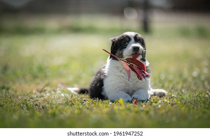Cute Australian Shepherd Puppy In The Grass Outside