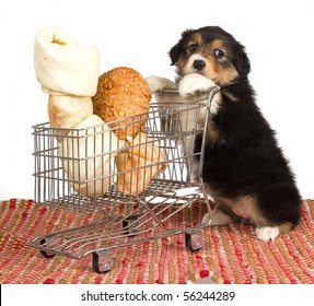 Cute Australian Shepherd puppy pushing shopping cart with large bones - Shutterstock ID 56244289