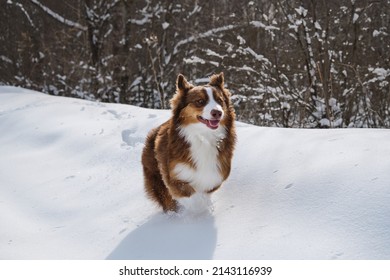Cute Australian Shepherd puppy runs merrily fast through fresh snow with crazy face. Aussie chocolate color on walk in winter. Energetic and active breed of dog on move.