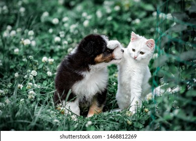 Cute Australian Shepherd Puppy And White Kitten