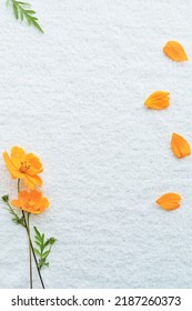 Cute autumn image frame with scattered orange cosmos flowers and petals on white soft cloth background, vertical