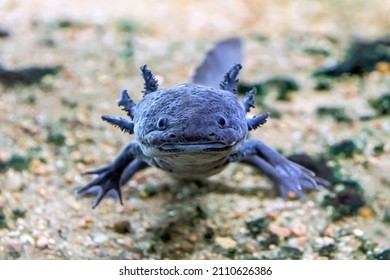 Cute axolotl salamander, a paedomorphic salamander that may be found in several lakes in Mexico