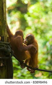 Cute baby adolescent orangutans play on a rope in the lush green jungle at the Sepilok Orangutan Rehabilitation Sanctuary in Borneo. Vertical copy space