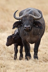 Cute Baby African Buffalo With It's Mother Frontal