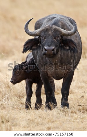 Cute baby African buffalo with it's mother frontal