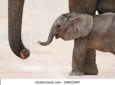 Cute Baby African Elephant Reaching Out With It's Trunk To It's Mother