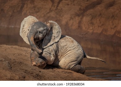 Cute Baby African Elephant At A Waterhole In Addo Elephant National Park