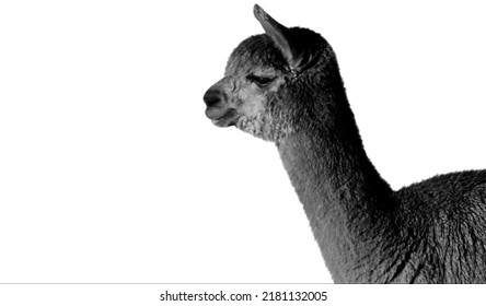 Cute Baby Alpaca Isolated On The White Background