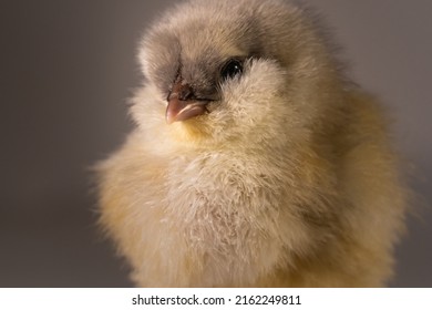 baby ameraucana chicken